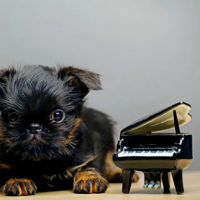 Elevated Piano Dog Reflections