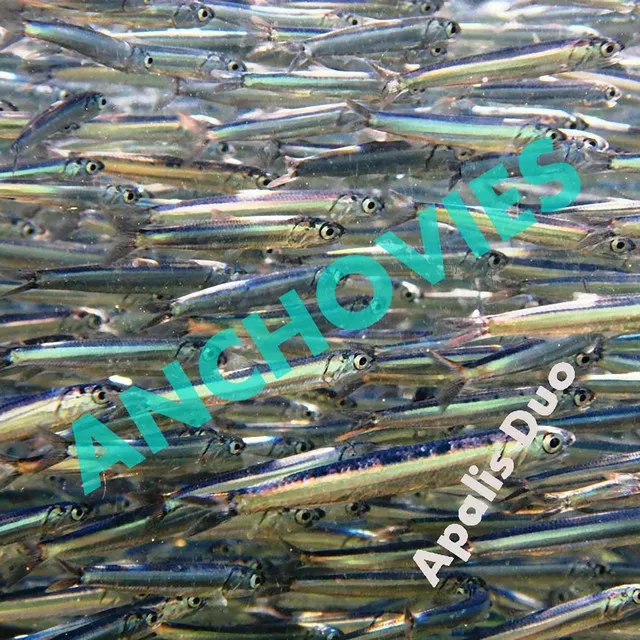 Anchovies