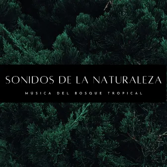 Sonidos De La Naturaleza: Música Del Bosque Tropical by Ambiente Relajante de Música