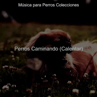 Perros Caminando (Calentar) by Música para Perros Colecciones