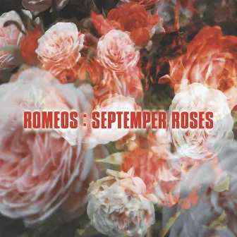 Septemper Roses by Romeos