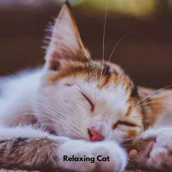 Relaxing Cat by Cat Musik Jukebox