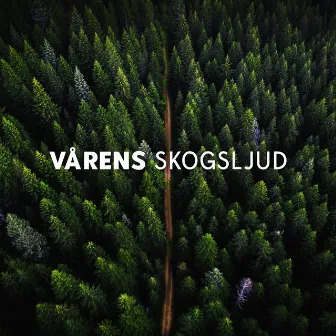 Vårens Skogsljud: Mest Avslappnande ljud av Fåglar och Natur by Lugnt Naturparadis