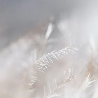 Feathers by Frans Nathan