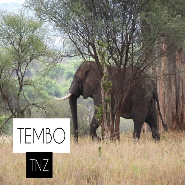 TEMBO