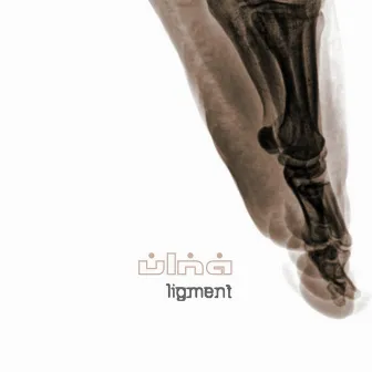 Ligment by Ulna