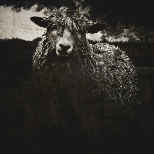 Black Sheep I