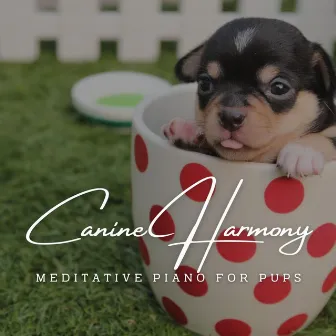 Canine Harmony: Meditative Piano for Pups by Classical Piano Channel