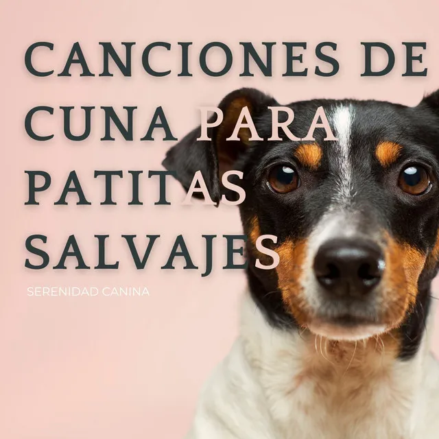 Sonidos Relajantes De La Naturaleza Para Su Perro