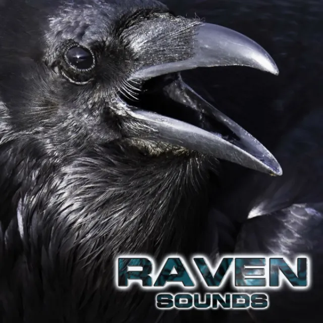 Raven Sounds