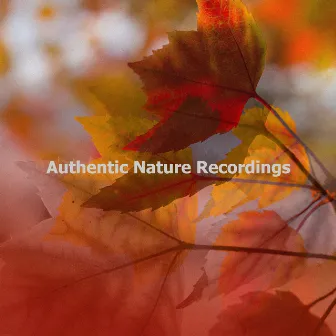 Authentic Nature Recordings by LBE Nature Recordings