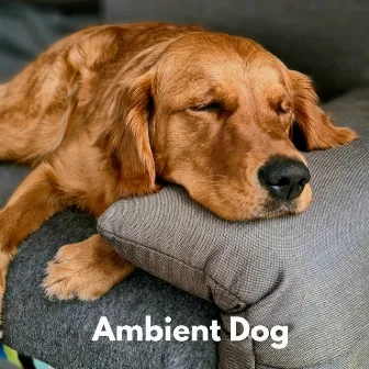 Ambient Dog by Calming Music For Pets