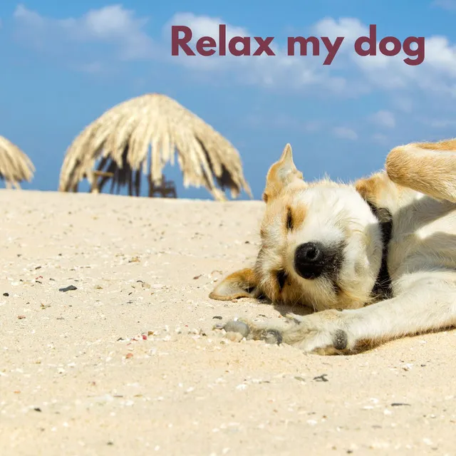 Dog Relax