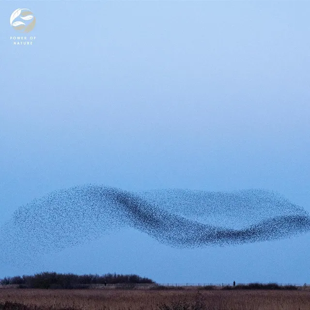 Urban Ambience With Songbirds