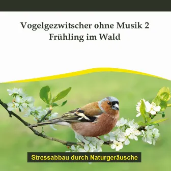 Vogelgezwitscher ohne Musik 2 - Frühling im Wald by Rettenmaier