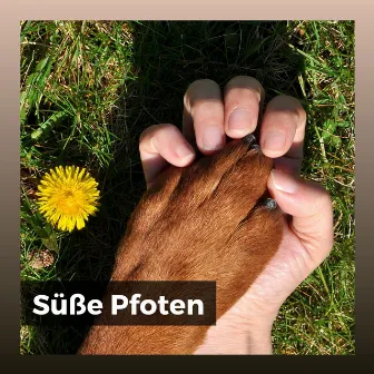 Süße Pfoten by Entspannende Musik für Hunde