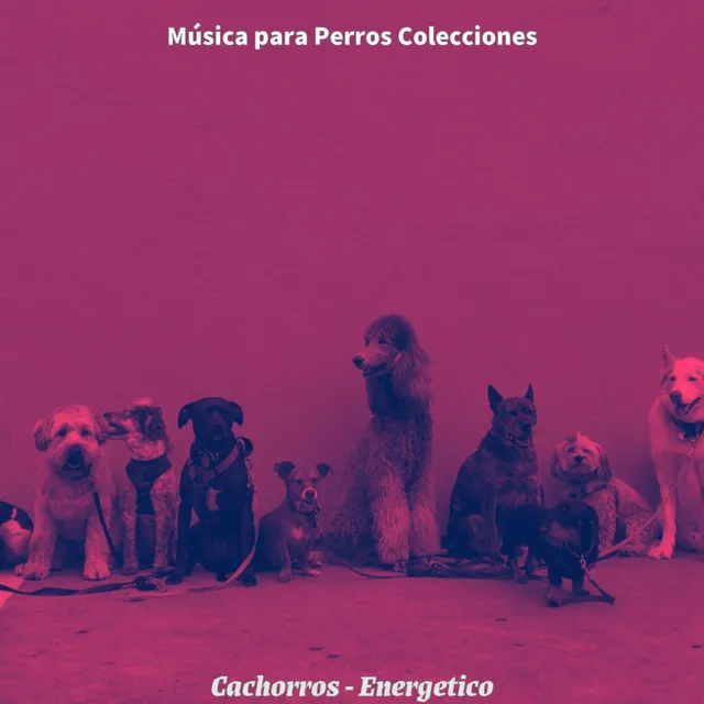 Cachorros - Energetico