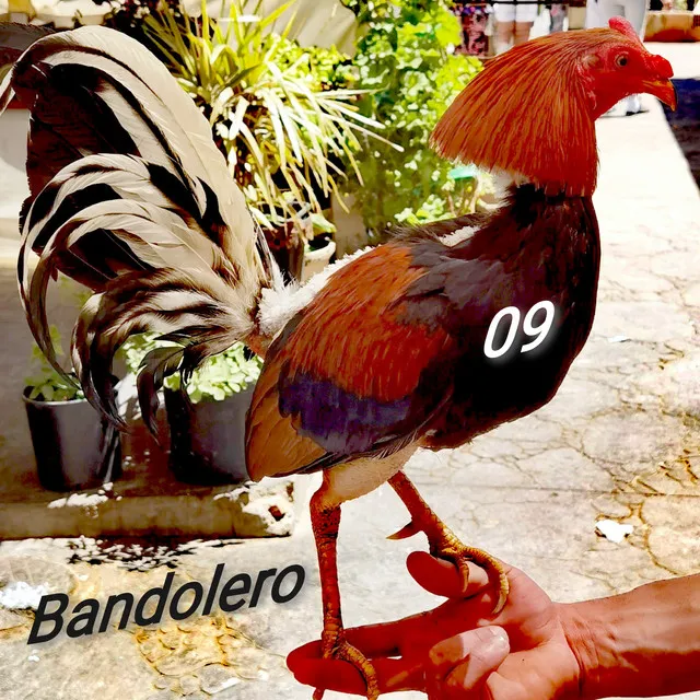 Bandolero09