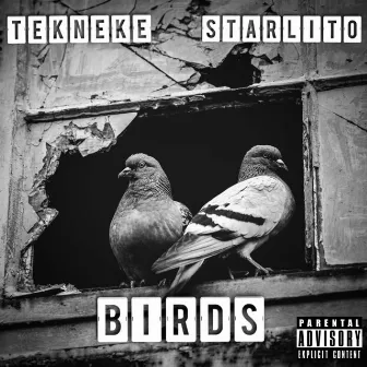 Birds by Tekneke