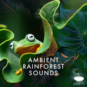 Ambient Rainforest Sounds by Rainy Dreaming