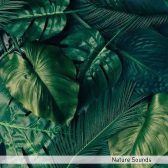 Nature Sounds by Sonidos de la Naturaleza Meditación