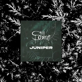 Juniper by Still Point