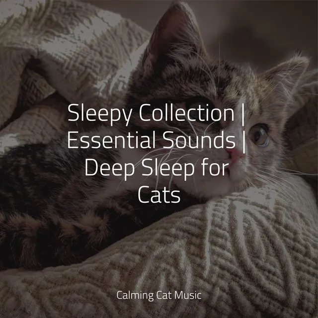 Sleepy Collection | Essential Sounds | Deep Sleep for Cats