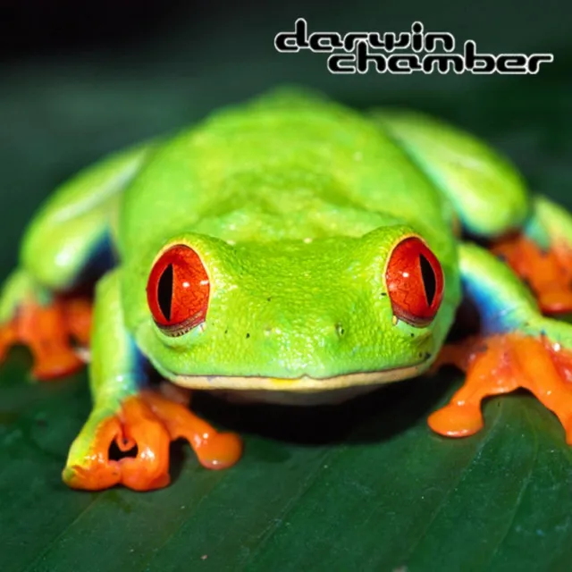 Placid Bayou Frog Chorus