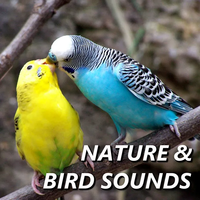 Nature And Bird Sounds