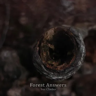 Forest Answers by Tree Climber