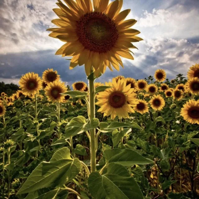 Sunflowers