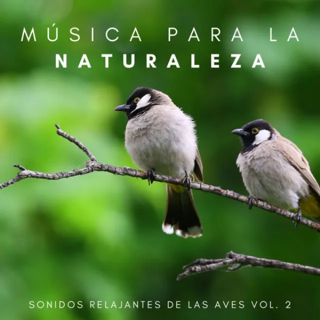 Música Para La Naturaleza: Sonidos Relajantes De Las Aves Vol. 2