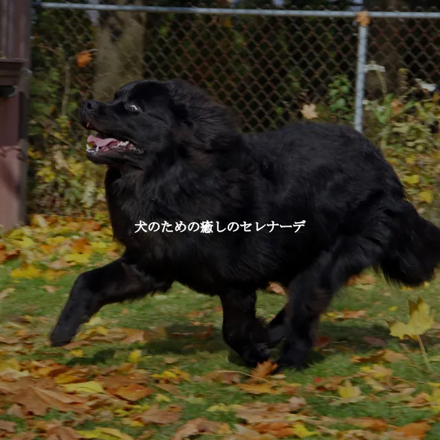 犬のための癒しのセレナーデ