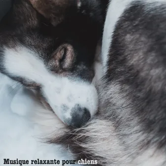 Musique relaxante pour chiens by Musique pour Animaux de Compagnie