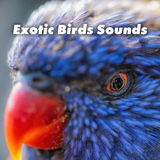 Exotic Birds Sounds – 15 Unique New Age Melodies, Animal Sounds, Relaxation, Sleep, Study, Yoga