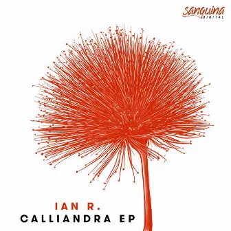 Calliandra by Ian R.