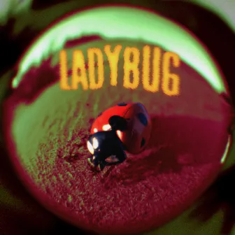 Ladybug by Jutes