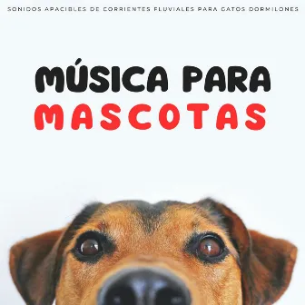 Música Para Mascotas: Sonidos Apacibles De Corrientes Fluviales Para Gatos Dormilones by Buena musica para perros