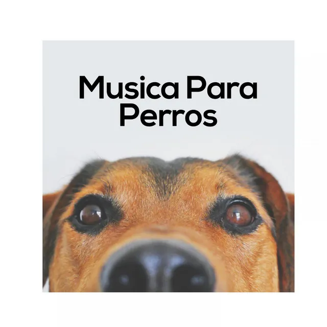 Biblioteca de Música Para Mascotas