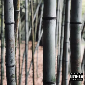 Bamboo by Dylan Nesbitt