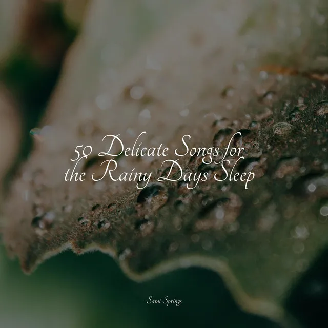 50 Delicate Songs for the Rainy Days Sleep