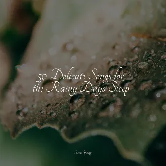 50 Delicate Songs for the Rainy Days Sleep by Baby Relax Music Collection