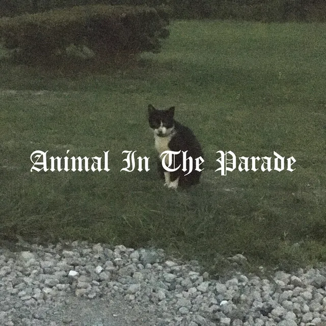 Animal In The Parade