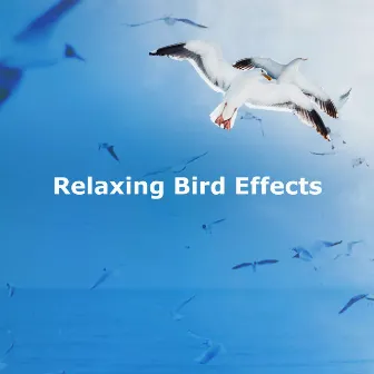 Relaxing Bird Effects by Memorable