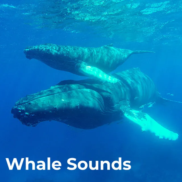 Whales In The Deep