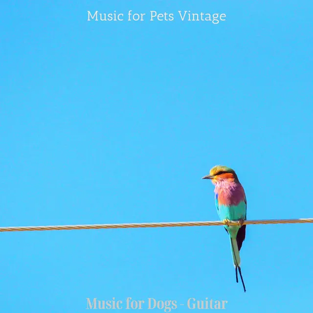 Stellar Jazz Guitar Trio - Vibe for Pet Birds