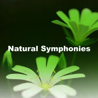 Natural Symphonies by Nature's Mirror