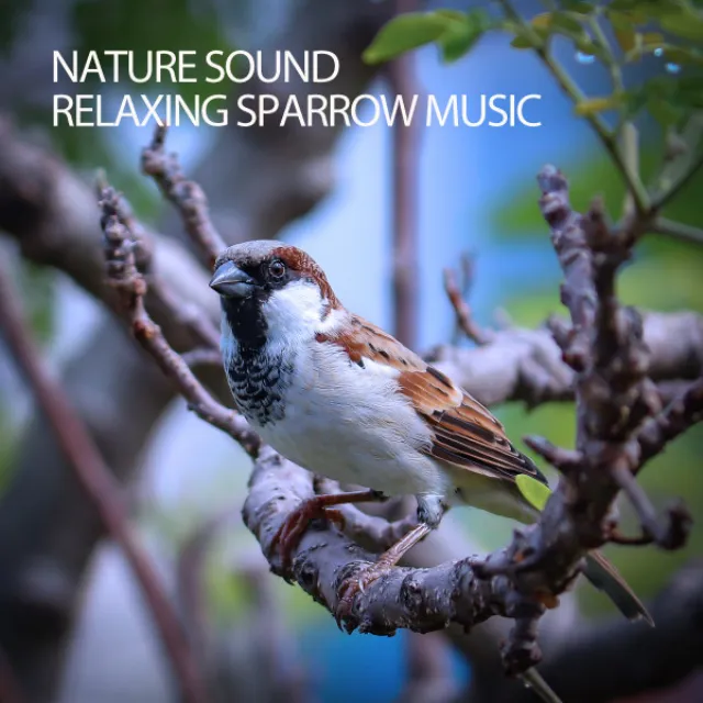 Nature Sound: Relaxing Sparrow Music