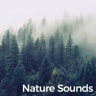 Nature Sounds (Symphony of Mother Nature) by Créateurs De Pluie