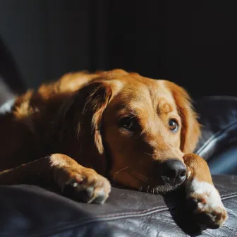 Backdrop for Doggy Rest Time - Trumpet and Alto Sax by Cute Doggy Music